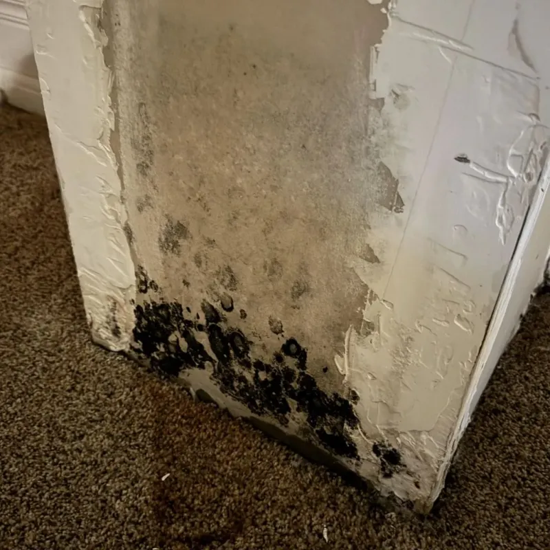 Professional Mold Removal in North Fond du Lac, WI